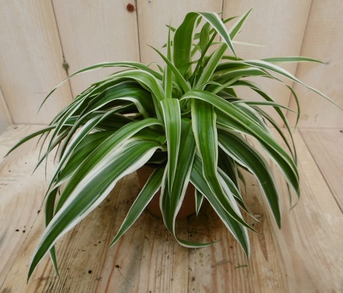 Warentuin natuurlijk - 2 stuks! Chlorophytum ocean