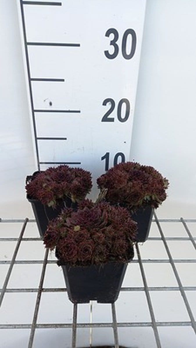 6x Huislook - Sempervivum 'Dark Beauty' | 9x9 cm pot