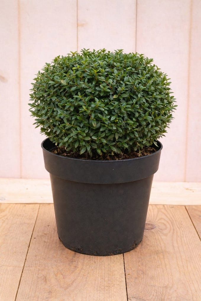 Warentuin natuurlijk - Japanse hulst Ilex crenata Stokes 50 cm