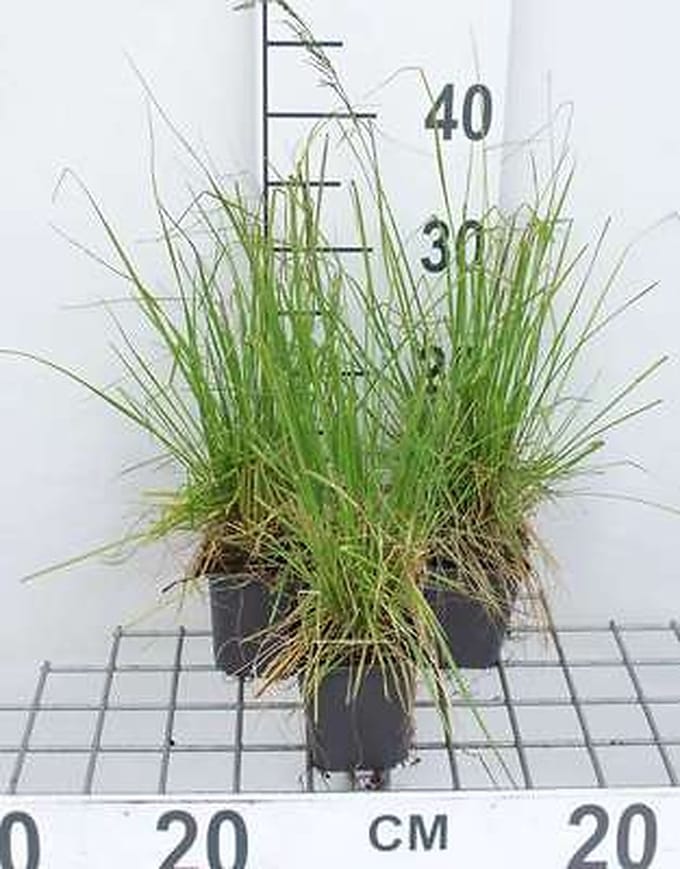 6x Ruwe smele - Deschampsia cesp. 'Tardiflora' | 9x9 cm pot