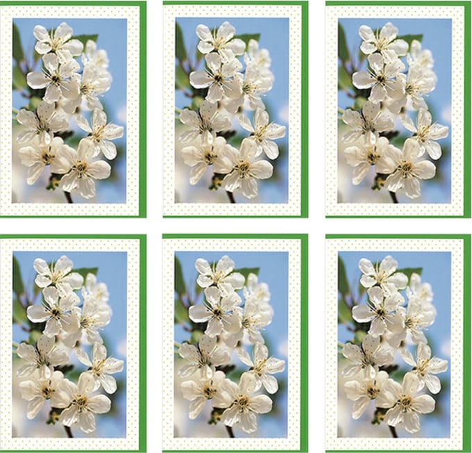 MGPcards - 6x dubbele wenskaart met envelop - Blanco - Bloemen - 11,5 x 17 cm
