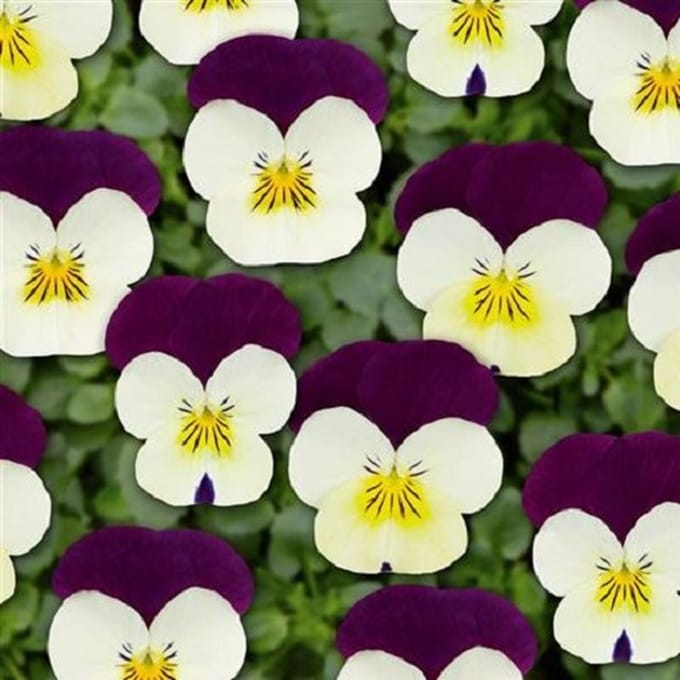 Violen Twix Tricolor
