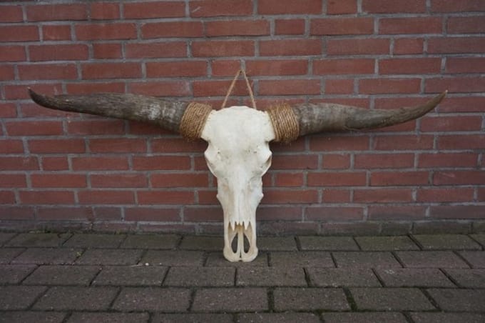 Longhoorn echt Small