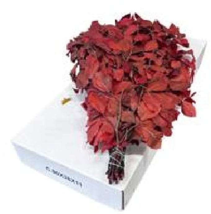 5x Dc fagus rood gestabiliseerd 70cm