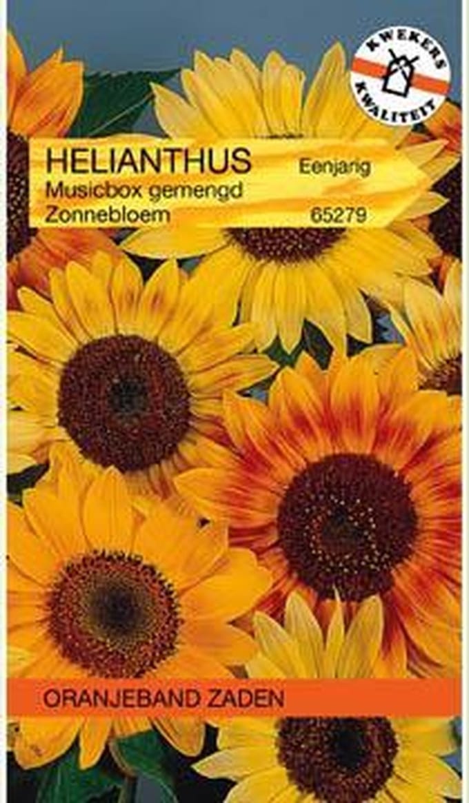 Oranjebandzaden -  Helianthus, Zonnebloem Musicbox gemengd