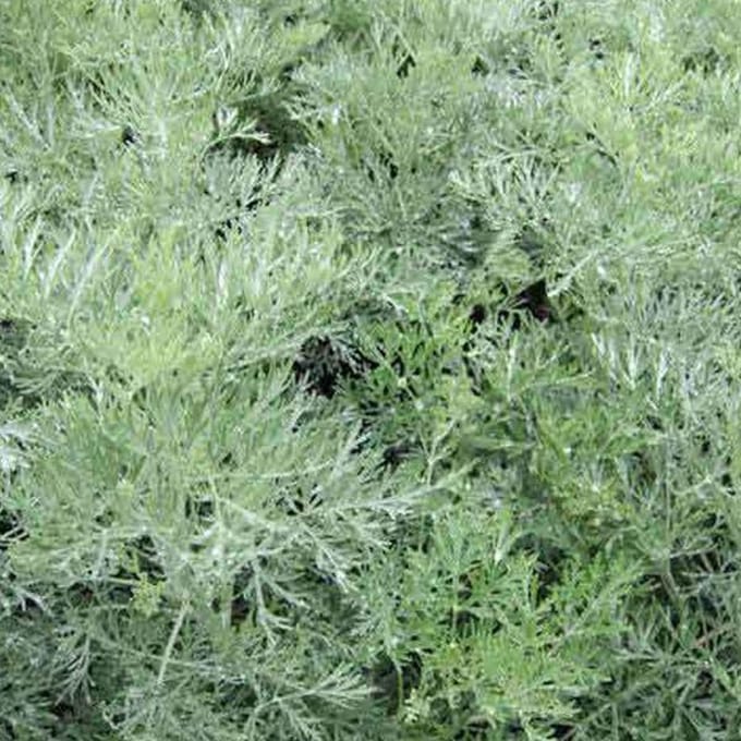 6 x  Artemisia 'Powis Castle' - Bijvoet pot 9x9 cm