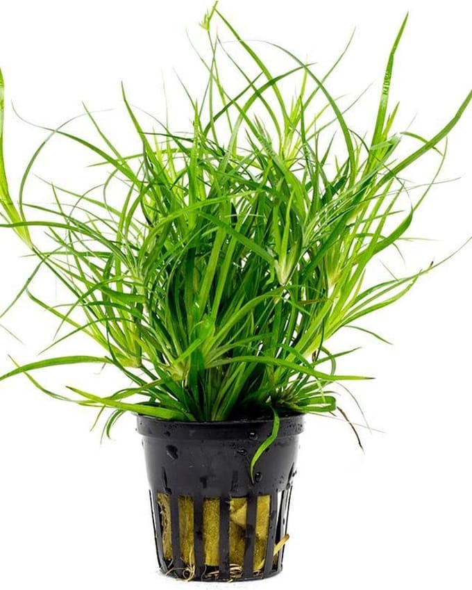 Moerings Juncus Repens in 5 cm pot