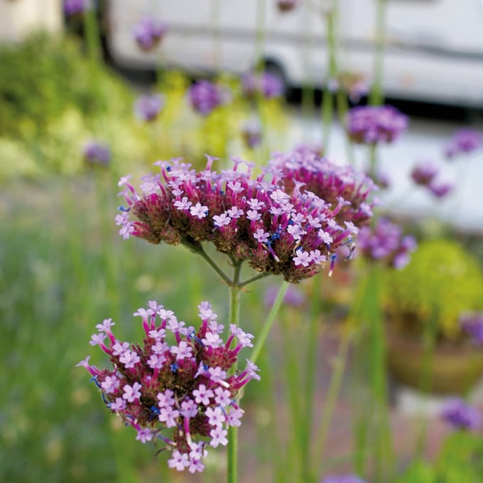 Sluis Garden - Verbena Purple Top (IJzerhard)