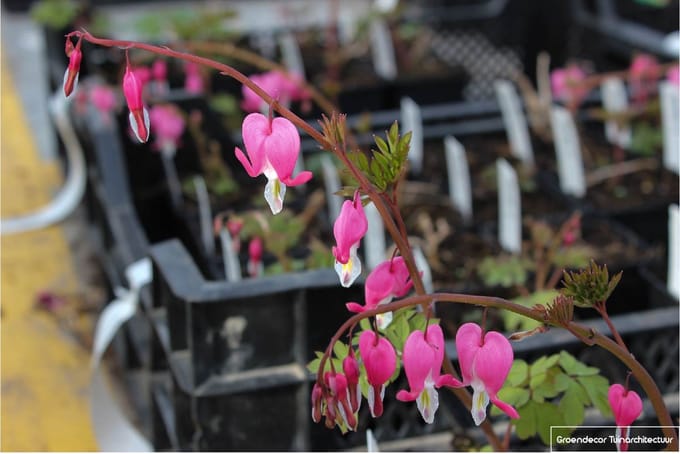 6x Gebroken Hartje - Dicentra Spectabilis | 9x9 cm pot