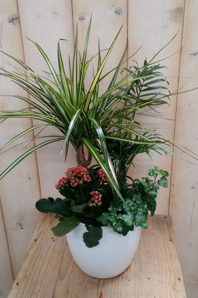 Warentuin natuurlijk - Bont plantenbakje binnen