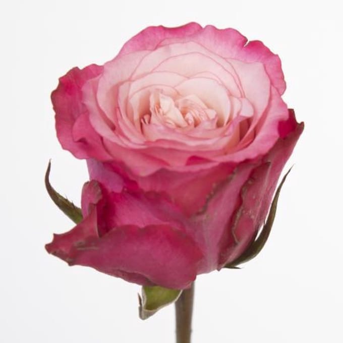 10x Rosa ramonda 50cm