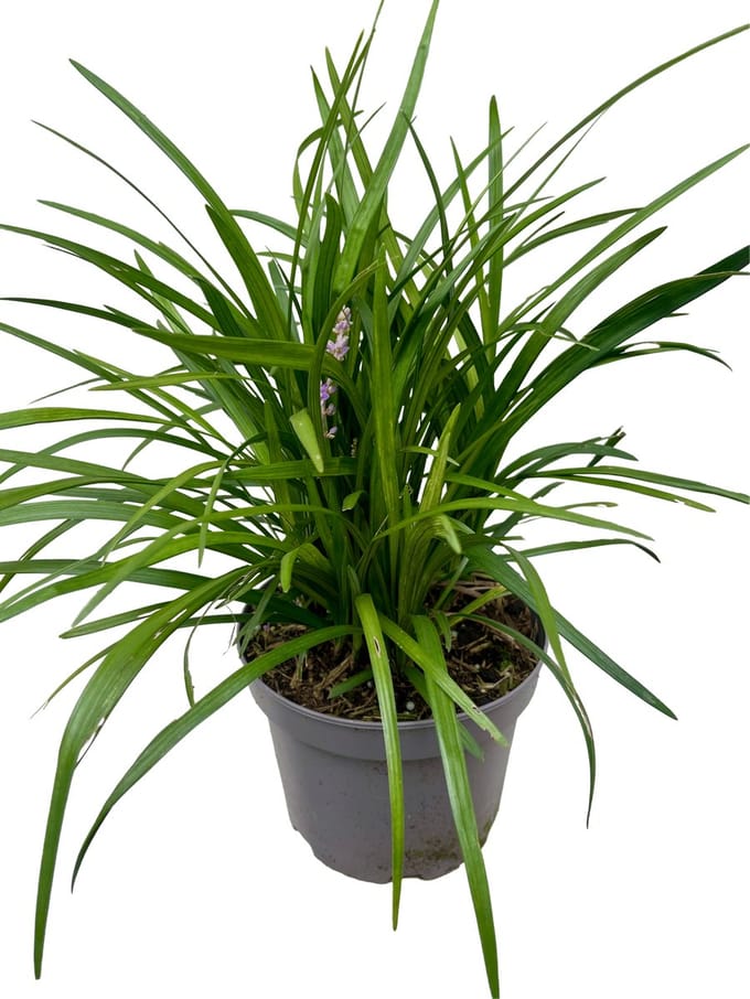Leliegras - Liriope Muscari Moneymaker XL | 3 liter pot