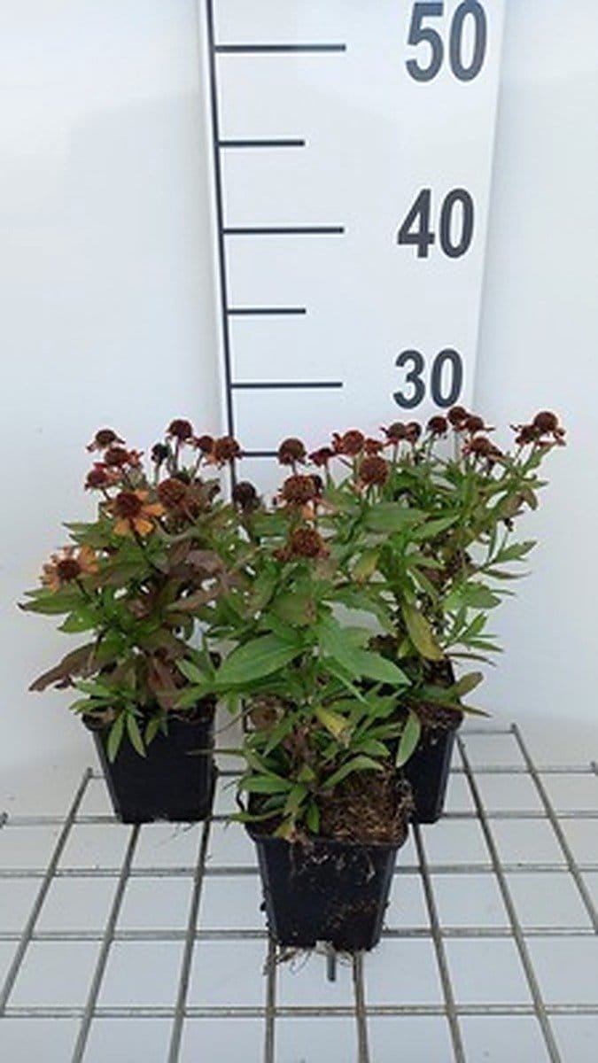6x Zonnekruid - Helenium hybr. 'Red Jewel' | 9x9 cm pot
