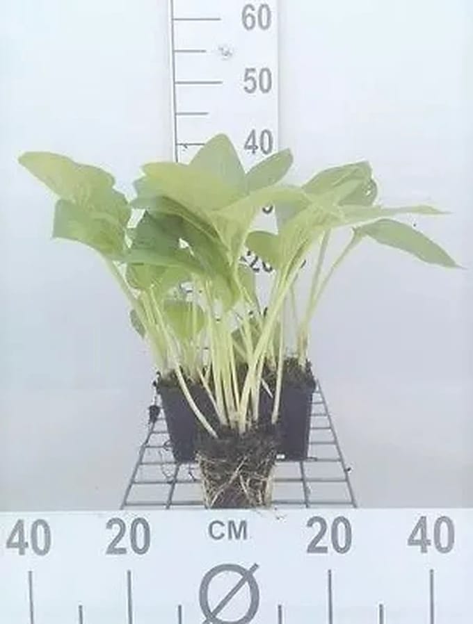 6x Funkia - Hosta hybr. 'Halcyon' | 9x9 cm pot