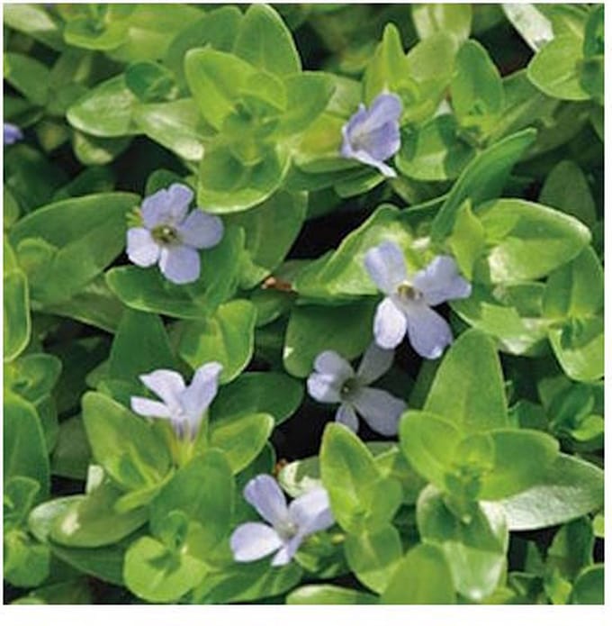 Moerings Bacopa Caroliniana | Grote Bacopa | In 18CM Mand