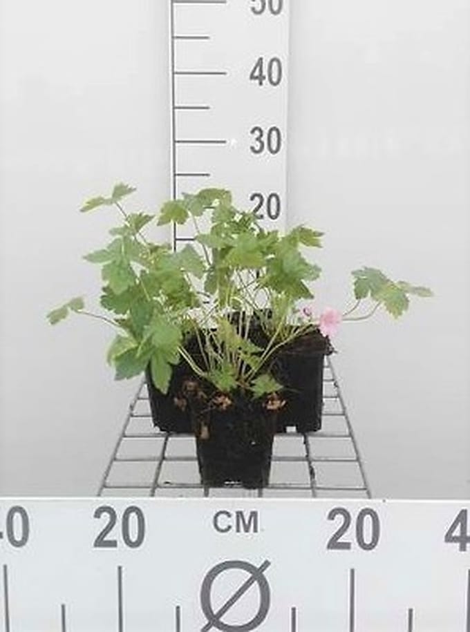 6x Ooievaarsbek - Geranium endr. 'Wargrave Pink' | 9x9 cm pot