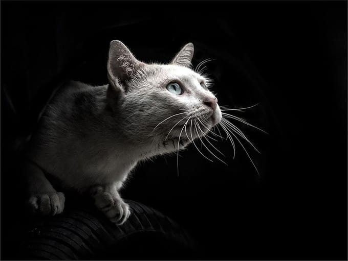 TMK ArtDeko - Glazen Snijplank - 40x30 cm - Kattenmotief