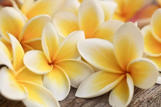 Fotobehang - Plumeria 375x250cm - Vliesbehang