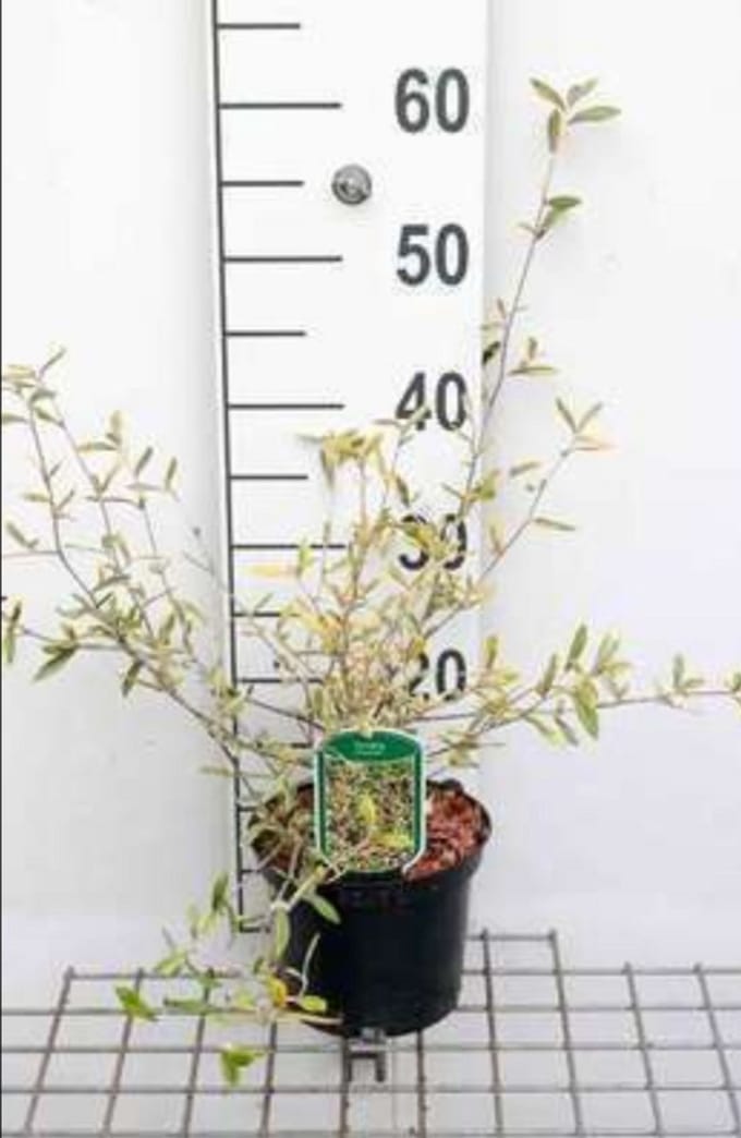 Cornus alba 'Miracle'® - Kornoelje 60- 80 cm in pot