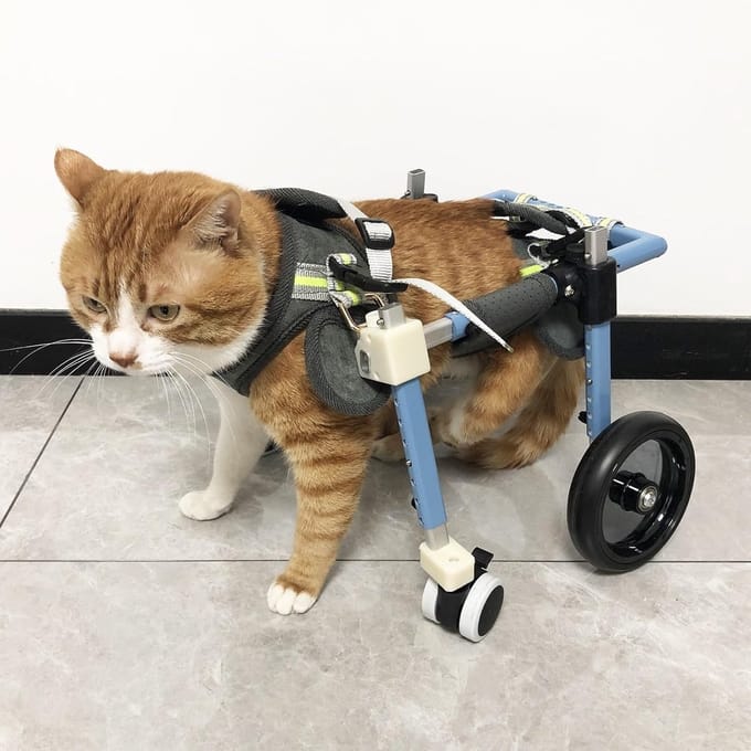 Huisdier Rolstoel - Mobiliteitshulp Honden - Ondersteuning Lopen - Verstelbaar Aluminium Frame - XL Formaat