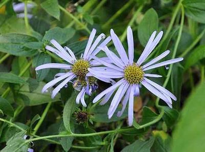 6x Aster - Aster frik. 'Mönch' | 9x9 cm pot