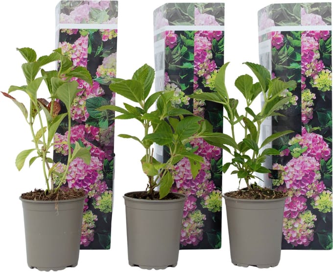 Plant in a Box - Hydrangea macroph. Roze - Set van 3 - Hortensiaroos - Pot 9cm - Hoogte 25-40cm