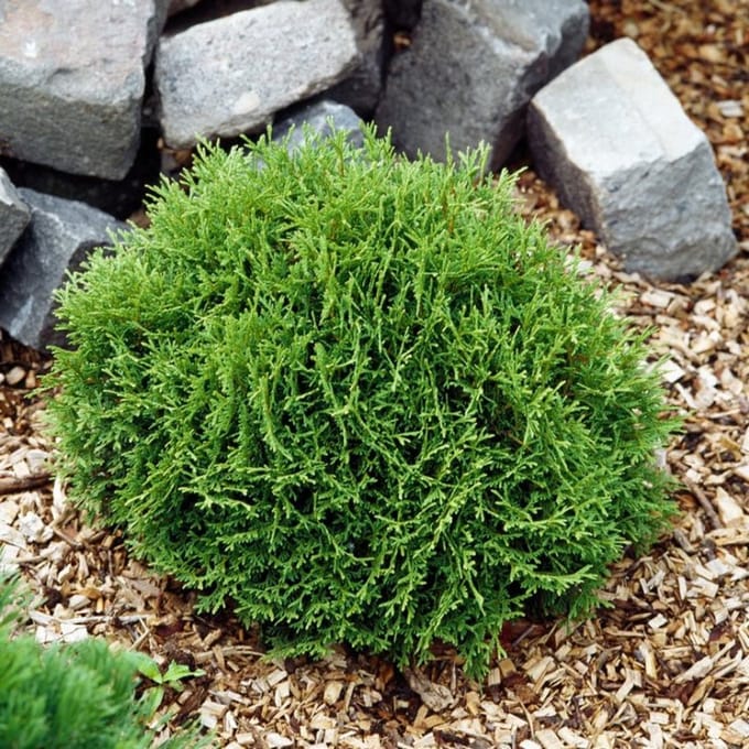 Plants Online BV - Planten - Haagplanten - Coniferen - Set van 1 - Levensboom 'Danica'