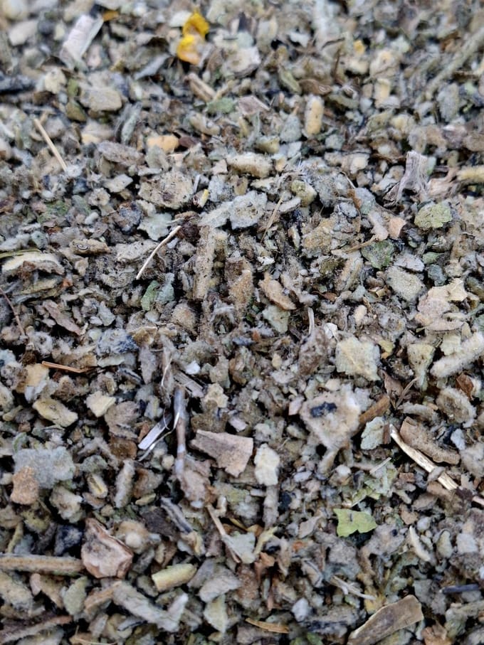 Koningskaars (Verbascum thapsus)50g Gedroogd, gesneden