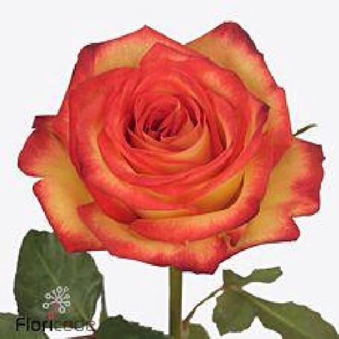 20x Rosa firefox 60cm