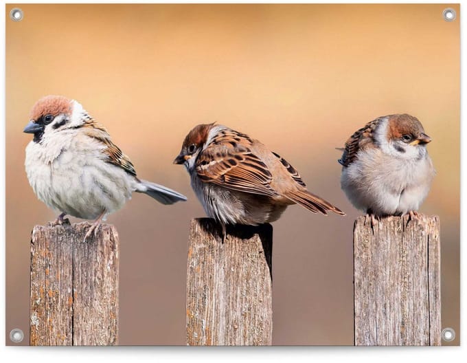 Tuinposter Vogels - 60 x 80 - Canvas - REINDERS