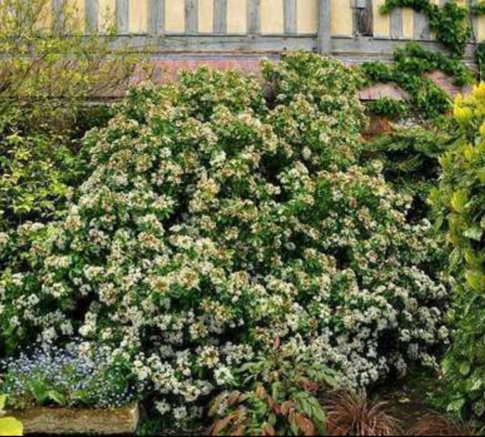 1 x Choisya ternata - Mexicaanse Oranjebloesem , Glansmispel 25- 30 cm in pot