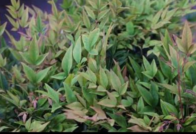 2 x Nandina dom. 'Gulfstream' - Hemelse Bamboe 25- 30 cm in pot