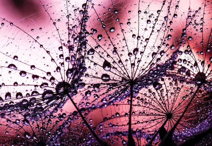Fotobehang Dandelion | XL - 208cm x 146cm | 130g/m2 Vlies