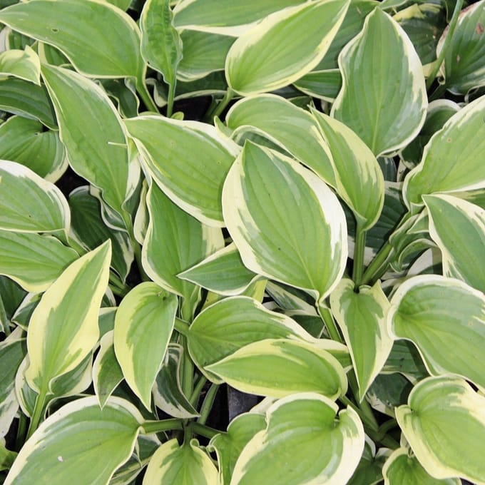 6x Hartlelie - Hosta ‘Wide Brim’ - Pot 9x9cm