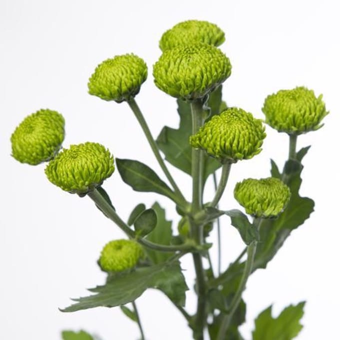 10x Chrysant deligreen 70cm
