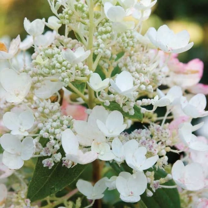 Pluimhortensia - Hydrangea paniculata 'Tickled Pink®' FE® - 40-50 cm