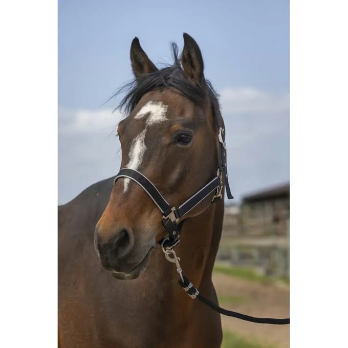Nylon paardenhalster Equithème light
