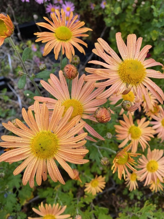 6 x Chrysanthemum 'Bronzekrone' - Chrysant - P9 Pot (9 x 9cm) - Dima Vaste Planten