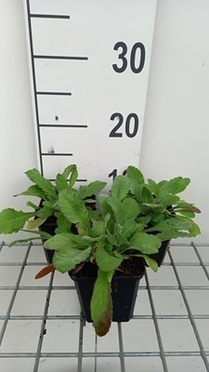 6x Duifkruid - Scabiosa ochroleuca | 9x9 cm pot