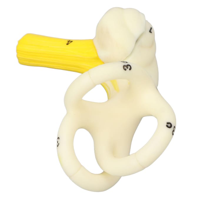 Anatomisch Model Halfcirkelvormige Gehoorgang 5X Vergroting Duidelijke Structuur Binnenoor Slakkenhuis Model beige