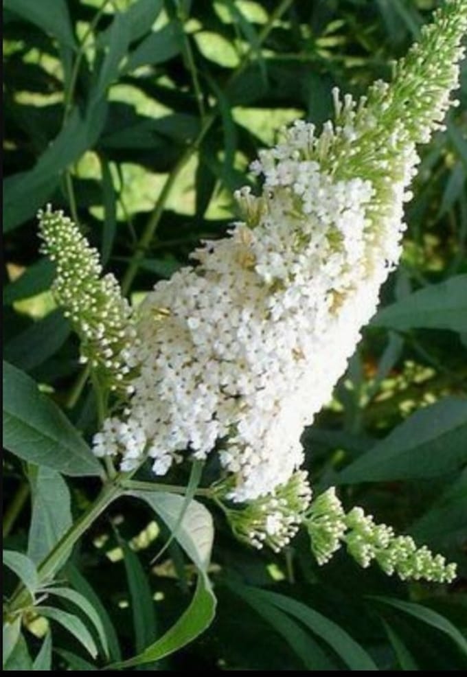 Buddleja dav. 'White Profusion' - Vlinderstruik 60- 80 cm in pot