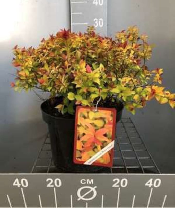 Spiraea japonica 'Magic Carpet' - Spierstruik 25 - 30 cm in pot