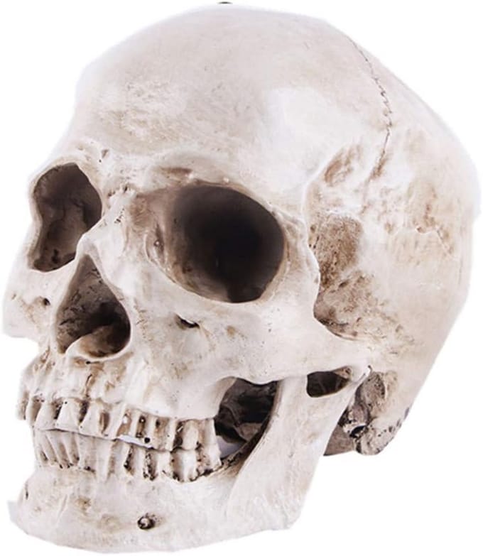 Anatomisch Schedelmodel Levensgroot Replica - Hoge Precisie Menselijk Hoofd Bot voor Educatie en Decoratie