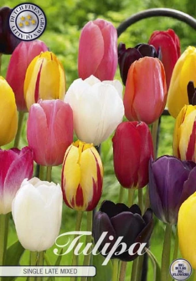 Nederlands Beste Kwaliteits bloembollen - Tulpen Tulp Single Late Mixed x10 12/+s
