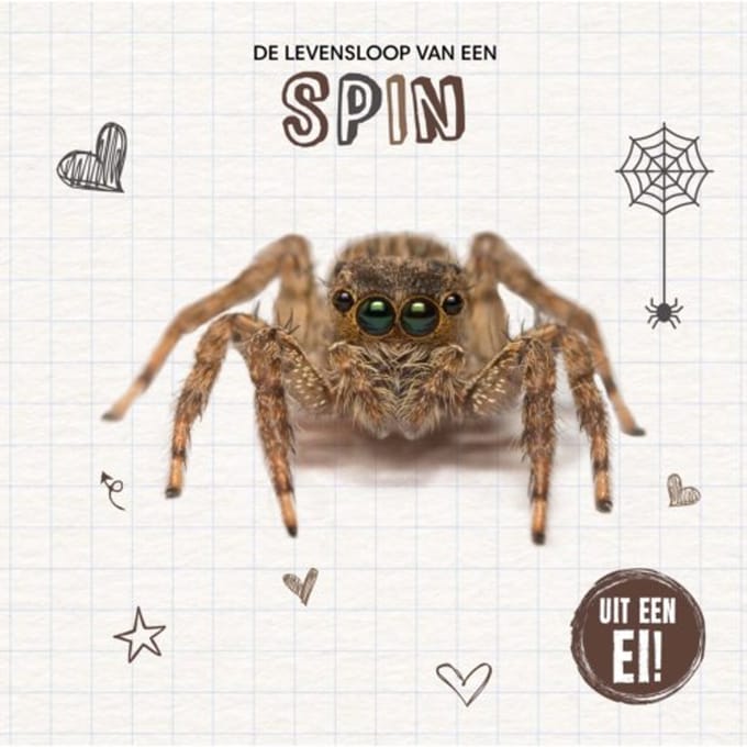 De Levensloop Van Een Spin - Uit Een Ei! - Holly Duhig