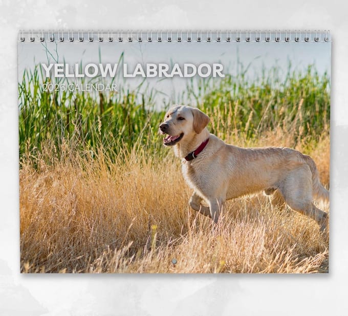 Wandkalender 2026 Maandoverzicht met Notitieruimte Hondenthema Labrador