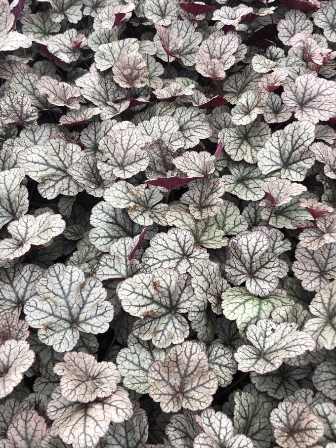 6 x Heuchera 'Silver Scrolls' - Purperklokje in pot 9 x 9 cm