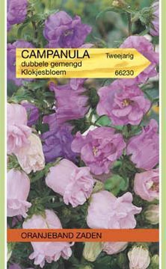 Oranjebandzaden -  Campanula , Mariëtteklokje dubbelbloemig gemengd