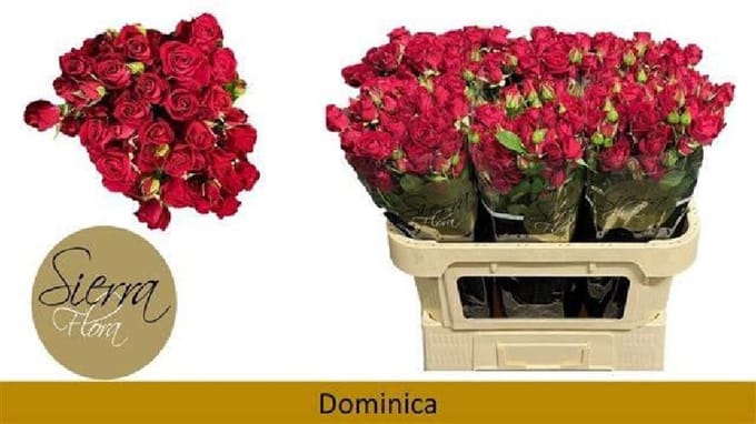 10x Rosa dominica 70cm