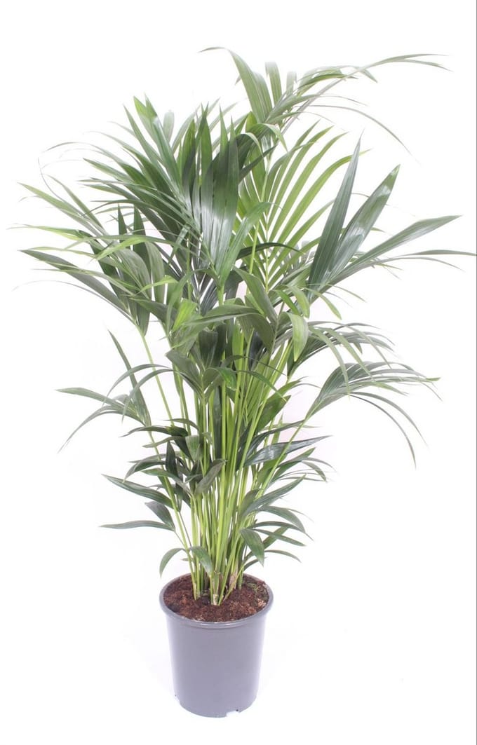 Howea forsteriana (Kentia) - Hoogte 170cm - Pot 27cm